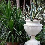 Dei Fiori
